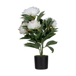 PAPERFLOW Plante artificielle "pivoine", (H)550 mm, blanc