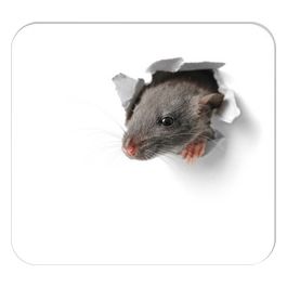 RNK Verlag Bloc tapis de souris "Souriceau", 240 x 220 mm